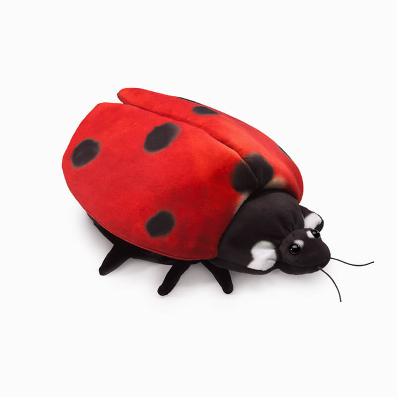 Ladybug Life Cycle Puppet