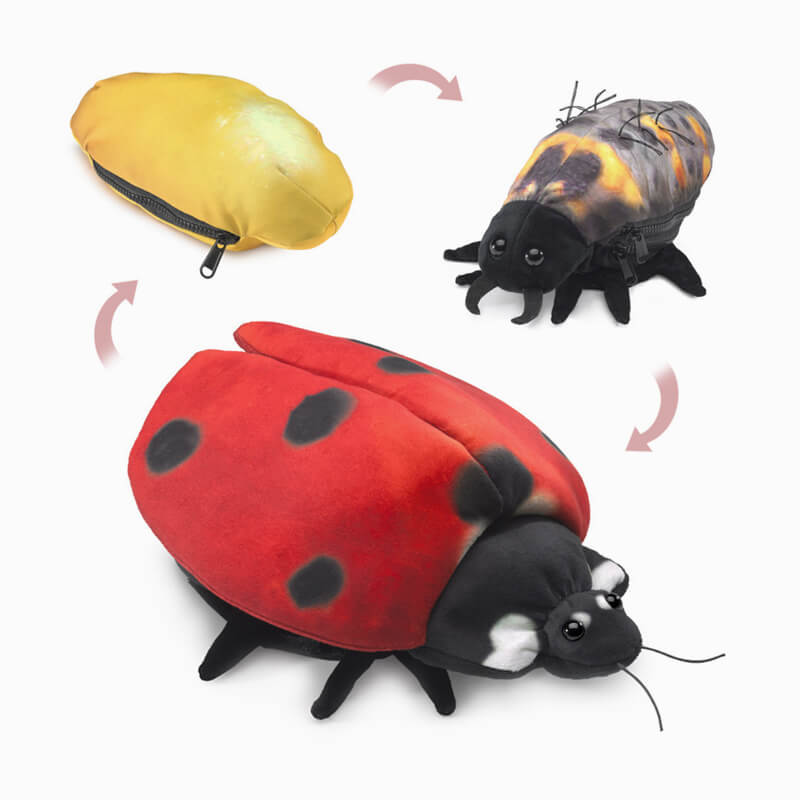 Ladybug Life Cycle Puppet